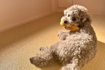 愛犬が「部屋にいない」と探したら…　発見した「まさかの居場所」が話題に