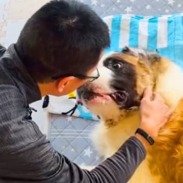 『寝たきりの超大型犬』が半年ぶりにお父さんと再会…嬉しさを爆発させる光景が29万再生「嬉しそうで泣いた」「幸せそうで感動」と絶賛の声