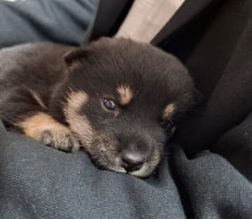 小さすぎて“ドキドキ”だった柴の子犬→出会いから半年後の「たくましい成長姿」にびっくり！
