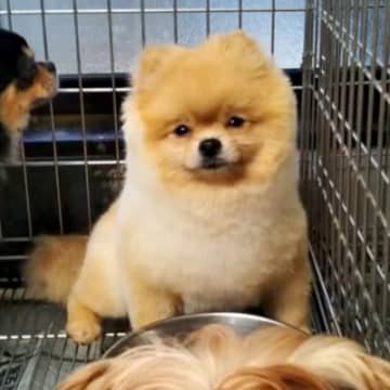 ケージで寂しい顔をする『繁殖犬』をお迎え→たくさん甘やかした結果…１年後の光景が泣けると44万再生「幸せな顔」「素敵な家族で最高」と感動