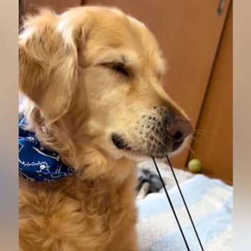 髪ゴムを思いっきり引っ張る大型犬…可愛すぎる『人間と全く同じリアクション』をする光景が20万再生「無邪気でたまらんｗ」「笑った」と絶賛
