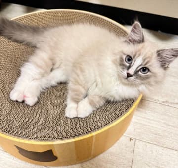 爪とぎボウルでくつろぐ子猫の写真を比較→たった2カ月で「しっぽがふわふわ」に！　可愛い成長姿にほっこり