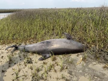 無人島で頭部のないイルカを発見、米当局が情報提供に懸賞金