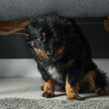『ストレスを受けやすい犬』の特徴5選　愛犬が普段から無理をしている可能性も…