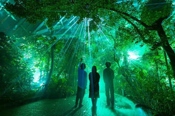 【京都・北山】夜の植物園「観覧温室」で光と音の没入型アートイベント開催