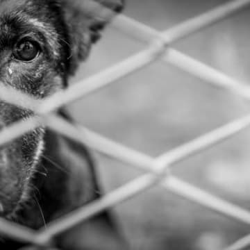 愛犬は大丈夫？『不幸な犬』の特徴３選　悲しい思いをさせないために飼い主が心がけるべきこととは？