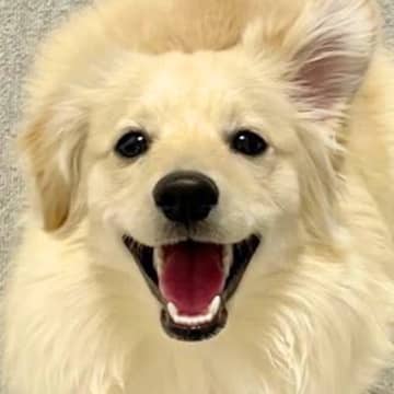 擬人化AIで『愛犬を人間に変えてみた』結果…隠しきれない『ワンコ感』が話題を呼び241万表示「あふれ出る陽キャ」「寝ぐせまでｗｗ」