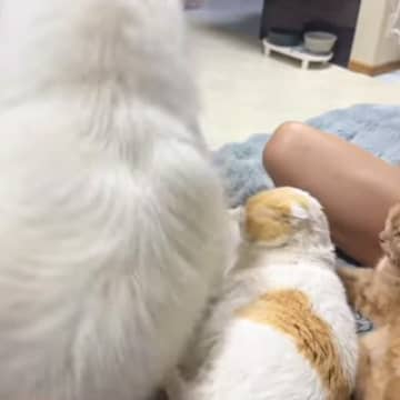 猫が並んでくつろいでいたら…乱入してきた大型犬が引き起こした『まさかの悲劇』が226万再生「すごいとばっちりｗｗ」「笑いすぎて涙」