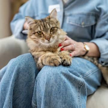猫が『飼い主を守らなきゃ！』と思っているときの行動・仕草4選　心配してくれるのは私が頼りないから？