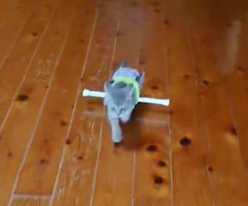 下半身麻痺の症状がある子猫を保護→一緒に暮らしておよそ1年、「小さな一歩に大きな幸せを感じている毎日」