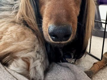 飼い主「その顔やめなさい」　都合の悪い時の犬が？「笑って腹痛い」「この破壊力よ」