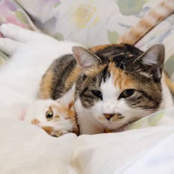 「運命のいたずら」で再びめぐり合えた母子猫は、やさしい家族と幸せをつかんだ　米国