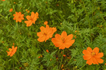 5月18日の花とは？【366日の誕生花と幸せの花言葉】