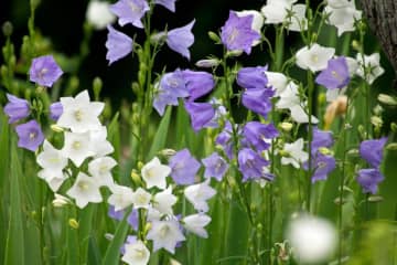 【ガーデニング】涼やかに咲く多年草 ベル型の花カンパニュラ［8選］