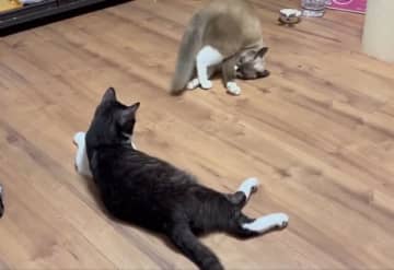 「やんのかステップ失敗」猫ちゃんのかわいいごまかし方に5.2万いいね→「くつろいでいるだけだが？」「いろんな気持ちが混ざっちゃった」
