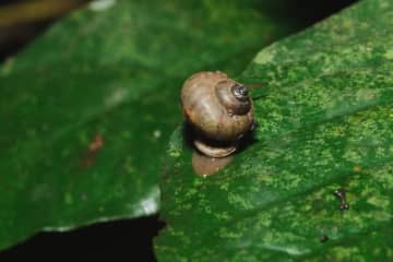 カタツムリが「首」から産卵。めったに見られない光景に職員も驚き「12年間で初めて」