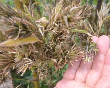 「120年に1度」クロチク開花　水戸の民家　茨城