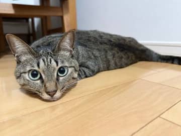 「ツチノコみたい」と話題になった猫　このポーズの意味は？｜獣医師解説