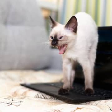 猫があなたに『ちょっかい』をかけているサイン3選　あなたに訴えたいことがあるのかも？