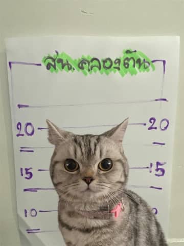 タイ・バンコクで、迷子猫が警察官に暴行し〝逮捕〟のＳＮＳ画像が大ウケ