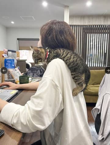 「猫がいる会社のデメリット！？」猫と働く職場の日常　社員がキャットタワー化する姿に「これはむしろご褒美」と羨望の声