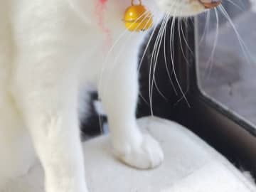 「修学旅行中の娘へ。うちにも旅行気分の子がいます」　愛猫の首元に「いいアイディア！」
