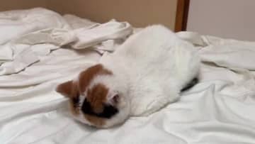 病院嫌いな猫が注射に耐えて、帰宅したら……完全にへそを曲げてしまった姿に「すねてる姿もかわいい」「お疲れ様」