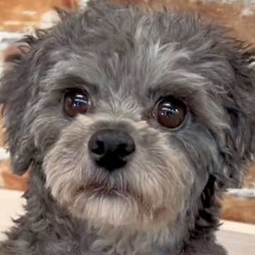 緊張で震えていた繁殖引退犬を保護→少しずつ心を開いていく光景と『現在の姿』に感動「表情変わっててすごい」「幸せになって」と3万再生