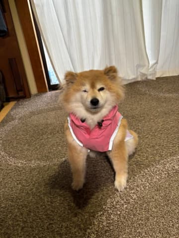 「怒りマックス」雨の散歩から帰宅して暴れ回るワンちゃんに2万いいね→「荒ぶっててかわいい」「元気になってる」