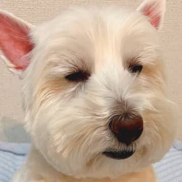 10連休の間、毎日家族の相手をしていた犬→最終日になったら…お疲れすぎる『まさかの行動』が163万表示「悟り開いてて草」と爆笑の声