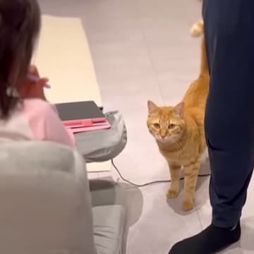 帰宅したパパが娘の名前を呼んでみたら、猫が…まさかの『可愛すぎる瞬間』が15万再生「家族だもんね」「人間の男の子に見えたｗ」の声