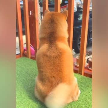 大好きなお兄ちゃんが帰省→ソワソワして待っていた犬が…再会時に見せた『喜びを爆発させる姿』が24万再生「しっぽ可愛すぎる」「尊い」と絶賛