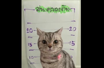 タイの猫、警察官を暴行し“逮捕”される　肉球採取＆尿検査も…警察官のユニーク投稿が反響