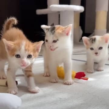 人間大好きな子猫たちに『あいさつ』をしてみたら…尊すぎて癒される光景が４万再生「たまらんね」「寄ってきてかわいい」と反響