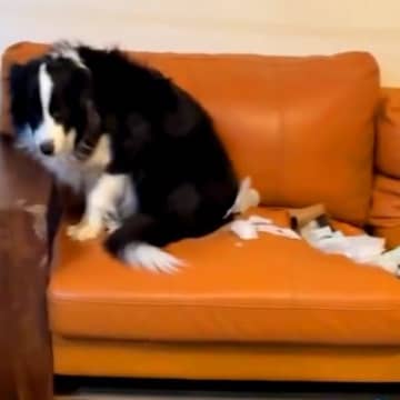 家に帰るとソファがボロボロに→5頭の大型犬たちを疑った結果…『個性あふれるリアクション』が面白いと15万再生「事情聴取ｗ」「笑顔で草」