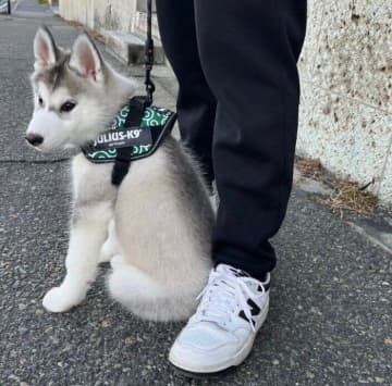 散歩中に飼い主の足にぴったり密着するハスキー子犬→“ビビり”な姿から半年後、「散歩大好き」なコに成長中！