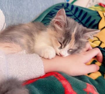 飼い主の手にくっついて“赤ちゃん”のように眠る子猫→お迎えから半年後の現在、「大切なパートナー」に成長中！
