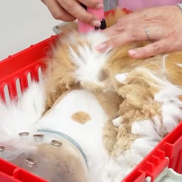 毛玉が分厚すぎて“鎧”のようになっていた猫…プロの技で『信じられないほどスッキリした姿』が74万再生「まん丸顔最高」「体の模様可愛い」