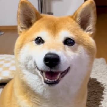 普段は吠えない犬に『ワンって言って』と伝えてみた結果…破壊力が高すぎる『まさかの鳴き声』が242万再生「可愛すぎて苦しい」「天使すぎる」
