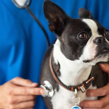 犬の致死率が高い『危険な病気』4選　早期発見するための方法や注意すべき症状まで
