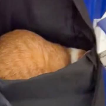 どうぶつ病院にやってきた飼い主→かばんの中で丸くなっていた猫に『声をかけたときの反応』が……「硬い意思ｗ」「めちゃ笑った」と13万いいね