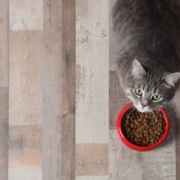 猫の命を削ってしまう『ダメなご飯の与え方』4つ　フード選びや量…正しく守れていますか？