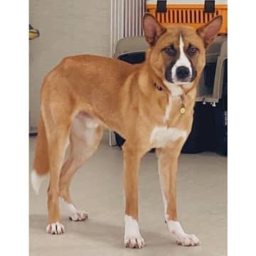 「怖がって近寄りもしなかった」元野犬と家族に→2年後の現在、“のんびりくつろげるようになった”姿にグッとくる！