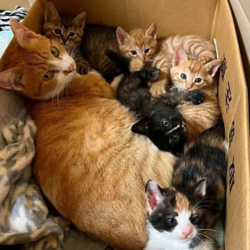 雨が降る肌寒い日に職場で野良の母猫が出産、母子ともに保護を決意→およそ1年が経過し、“幸せな成長姿”に喜びの連続！
