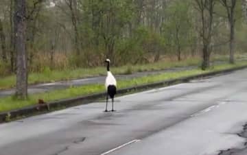 「全てが美しく尊い」「自然界の親子愛」　北海道で目撃された〝野生の子育て〟に5.1万人感動
