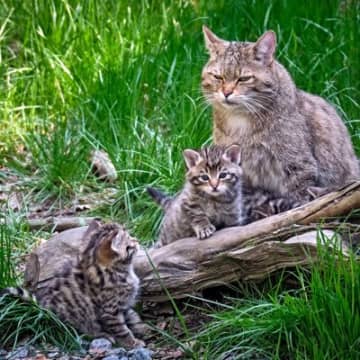 『ヨーロッパの飼い猫はチュニジアからやってきた』英伊2つの研究チームが同様の分析を発表