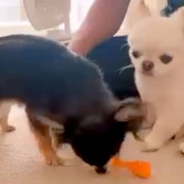 ２匹の犬に『同じおもちゃを渡した』結果→思っていたのと違う『妹犬の行動』が14万再生「人間の兄妹と一緒ｗ」「優しい」と絶賛の声