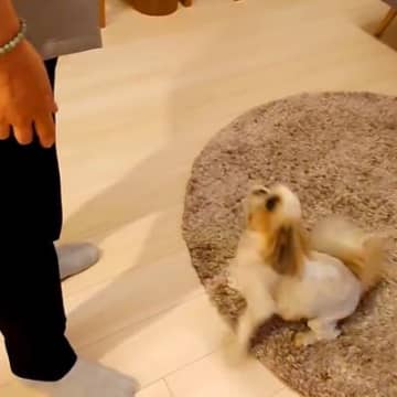 『なぜいるの…！』お父さんと半年ぶりに再会した犬→動揺を隠しきれず…戸惑いながらも熱烈歓迎する光景に「乙女ｗ」「尻尾ちぎれちゃう」の声