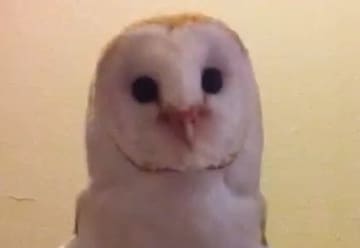 エッホエッホだけじゃない？ 個性的すぎるフクロウの七変化にSNS驚きの声→「モデルさんみたい」「美脚」