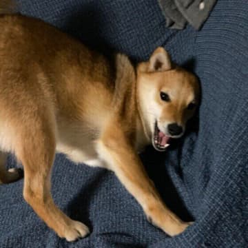犬が寝る前にくるくる・ほりほりする理由とは？行動の意味を解説！
